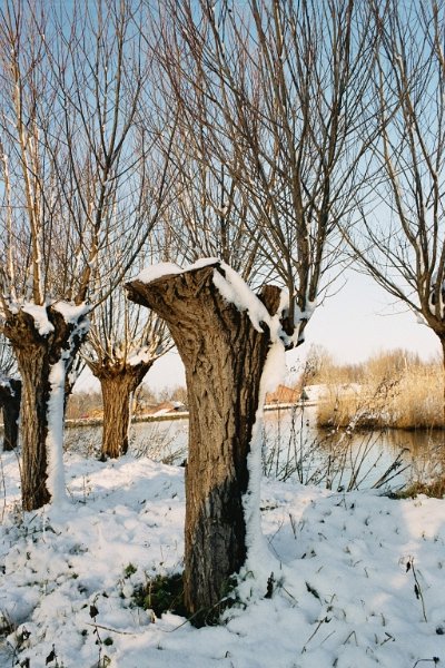 2004010210 sneeuw knotwilgen
